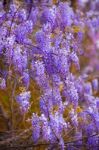 Wisteria Stock Photo