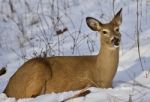 Beautiful Isolated Photo With A Wild Deer Laying On The Snow In The Forest Stock Photo