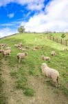 Sheeps Stock Photo