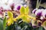 Orchid Flower In The Garden, Thailand Stock Photo