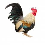 Rooster Stock Photo