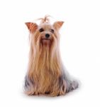 Yorkshire Terrier Stock Photo