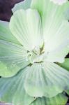 Green Leaves Close-up Natural Background Stock Photo