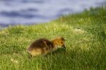 Cute Chick Is Searching Something In The Grass Stock Photo