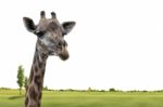 Close Up Of A Giraffe Stock Photo