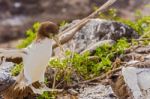 Juvenile Nazca Booby In Galapagos Stock Photo