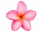 Plumeria Flower Stock Photo