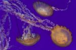 Three Beautiful Deadly Jellyfishes In The Sea Stock Photo