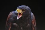 Hawk Portrait Stock Photo