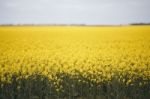 Field Of Canola Plants Stock Photo