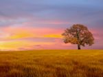 Alone Tree In The Field With Clouds Stock Photo