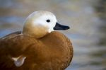 Ruddy Shelduck (tadorna Ferruginea) Stock Photo