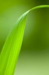 Green Leaves Stock Photo