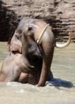 Elephant In Water Stock Photo