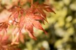 Japanese Red Maple Leaves. Autumn Fall Season Color Stock Photo