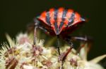 Graphosoma Lineatum Stock Photo