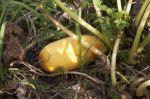 Vegetable Marrow Squash Zucchini Stock Photo