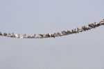 Pigeons On Wire Stock Photo