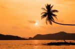 Coconut Tree Hanging Over The Beach At Sunset Stock Photo