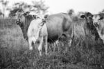 Country Cows Stock Photo