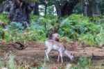 The Deer Of Richmond Park Stock Photo