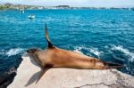 Sea Lion Resting Under The Sun, Puerto Baquerizo Moreno, Galapag Stock Photo