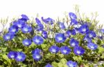 Blue Morning Glory Flower In Nature Stock Photo