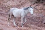 Wild Horse Canyon De Chelly Stock Photo