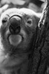 Koala In A Eucalyptus Tree. Black And White Stock Photo