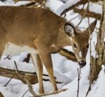 Beautiful Isolated Image With A Wild Deer In The Snowy Forest Stock Photo