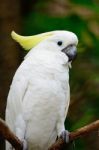 Sulphur-crested Cockatoo Stock Photo