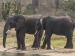 Elephant Stock Photo