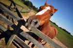 A Domesticated Horse Stock Photo