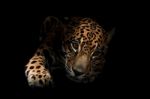 Jaguar ( Panthera Onca )in The Dark Stock Photo