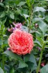 Beautiful Red Dahlia On Display At Butchart Gardens Stock Photo