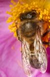 European Honey Bee (apis Mellifera) Stock Photo