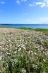 Deep Blue Sea And Beautiful Flowers Stock Photo