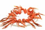 Langoustines Stock Photo