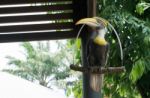 The Great Hornbill Is Symbol Of Plenty Wild Stock Photo