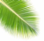 Coconut Leaf Isolated On White Background Stock Photo