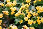 Yellow Color Begonia Stock Photo