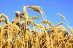 Wheat Grain Field Stock Photo