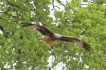 Red Kite Flying Through The Trees Stock Photo