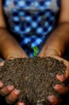 Seedling Cupped In Hand Stock Photo