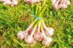 One Bundle Of Garlic Lying On The Grass Stock Photo