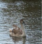 Cygnet Stock Photo