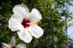 White Hibiscus Stock Photo