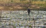 Watering System In Vegetable Farm Stock Photo