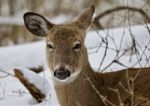 Beautiful Isolated Background With A Funny Sleepy Wild Deer In The Snowy Forest Stock Photo