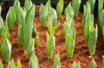 Spring Tulip Bulbs With Green Stems In The Garden Stock Photo